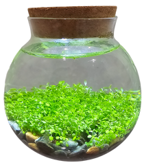 WaterPlants- Grow Lush Aquatic Plants from Seed! Thrives With Minimal Care