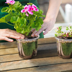 30 Piece Plant Nursery Pots Seed Starting Containers With Dome