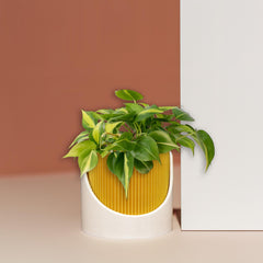Self-Watering Indoor Outdoor Planter