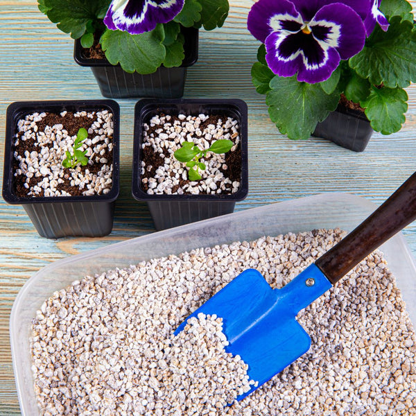 Pansies in pots with small plants in containers and a blue trowel on a wooden surface.