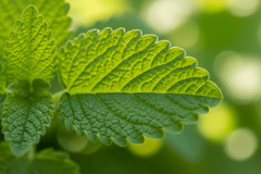 Lemon Balm Grow Kit | Grow Fresh Lemon Balm from Seed | Seeds In A Cup®