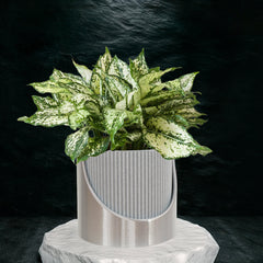 Self-Watering Indoor Outdoor Planter