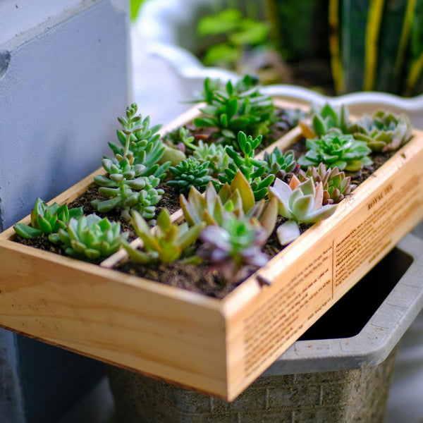 Wooden planter box with succulents on a concrete surface